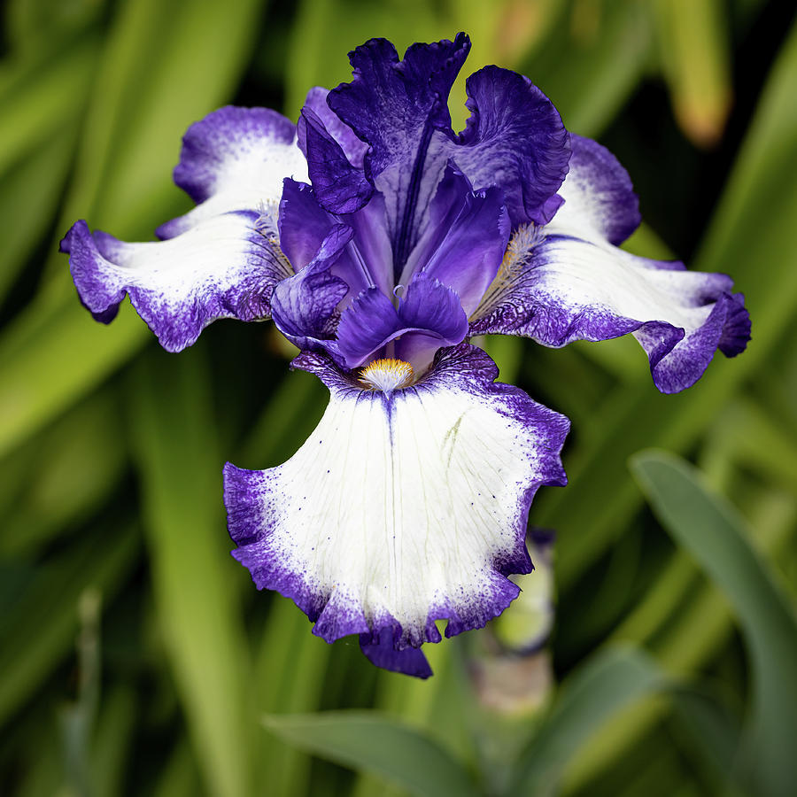 Purple and white iris Photograph by Shirley Mitchell