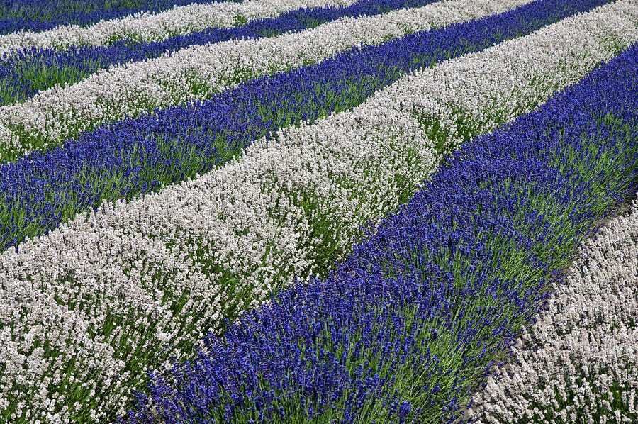 Purple and White Lavender Rows Photograph by Tara Krauss