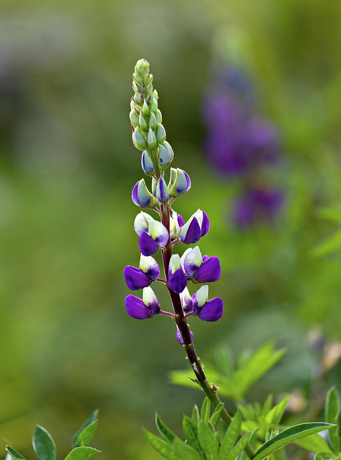 Purple and White Lupin Photograph by Mary Jo Allen