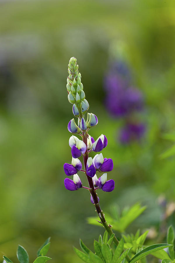 Purple and White Lupine Photograph by Mary Jo Allen