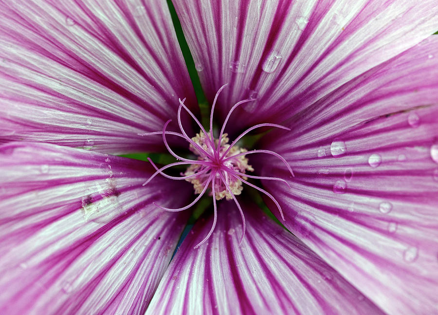 Purple And White Malva Flower Macro Photograph
