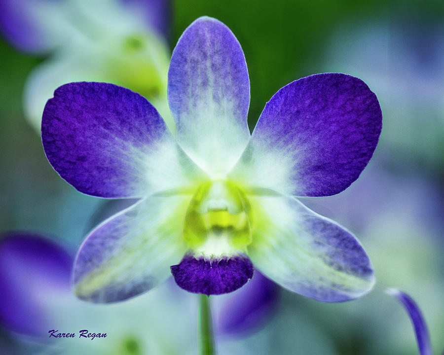 Purple And White Orchid Photograph by Karen Regan