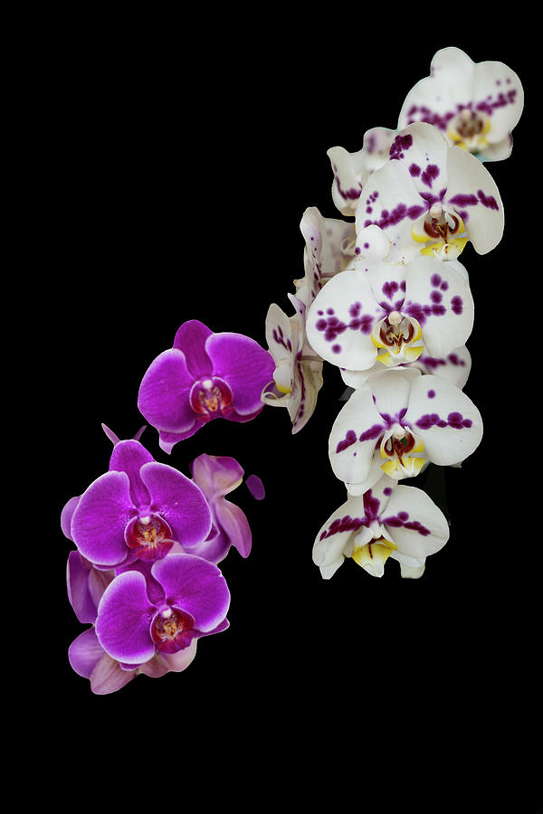 Purple and White Orchids on Black Background Photograph by Paul Giglia