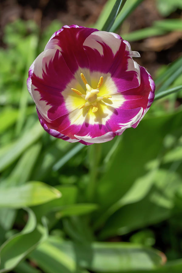 Purple-and-White Rembrandt Tulip Photograph by Dawn Cavalieri