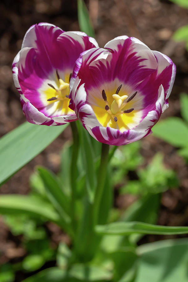 Purple-and-White Rembrandt Tulips 2 Photograph by Dawn Cavalieri