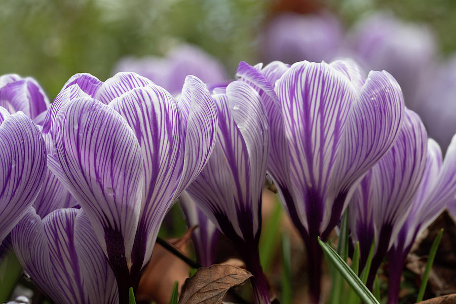 Purple and White Striped Crocus Photograph by Catherine Avilez