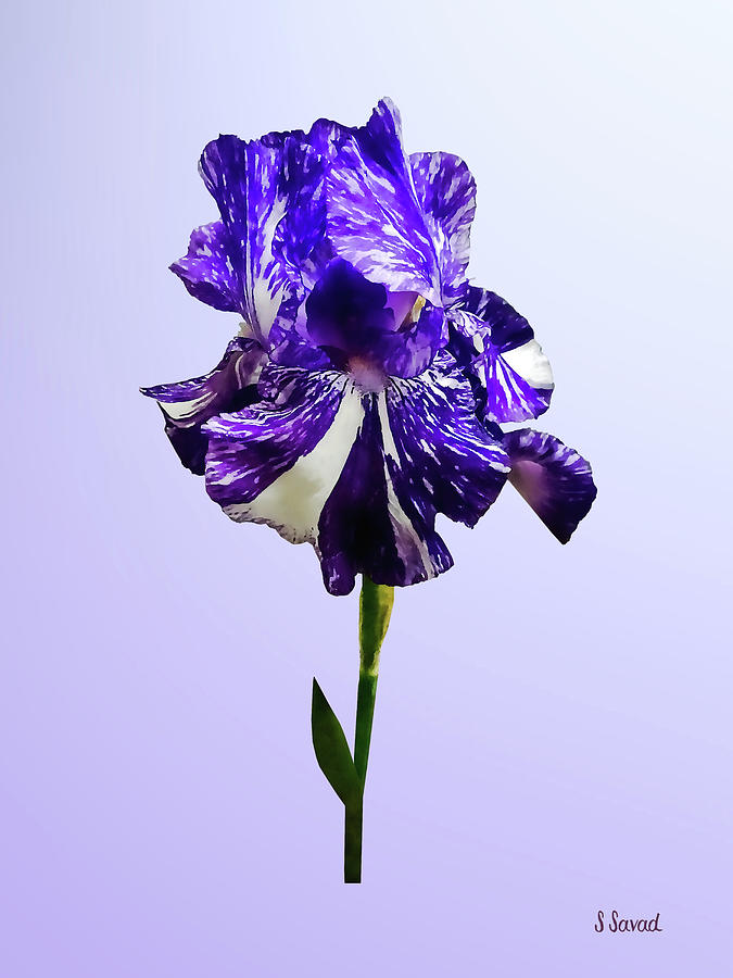 Purple and White Striped Iris Photograph by Susan Savad