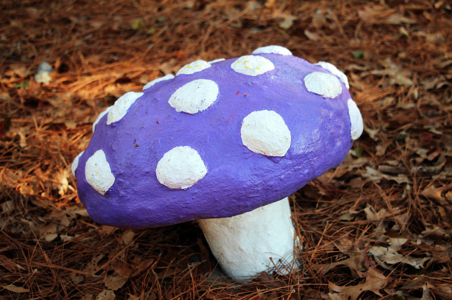 Purple And White Toadstool Seat  Photograph by Cynthia Guinn