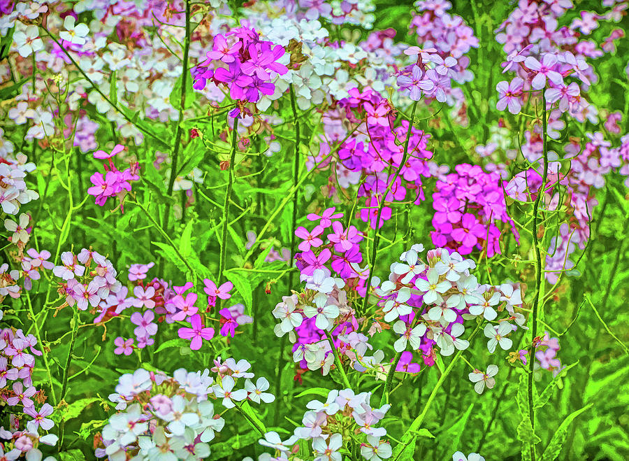 Purple and White Wildflowers - Photopainting Photograph by Allen Beatty