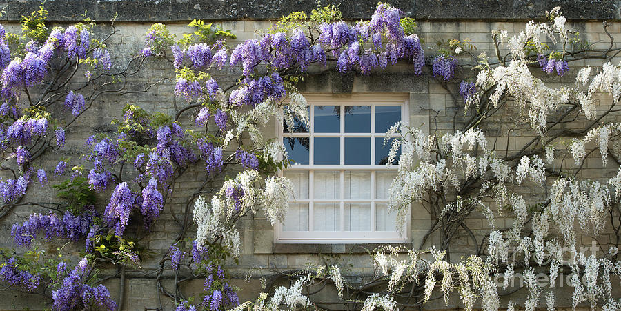 Purple and White Wisteria Photograph by Tim Gainey