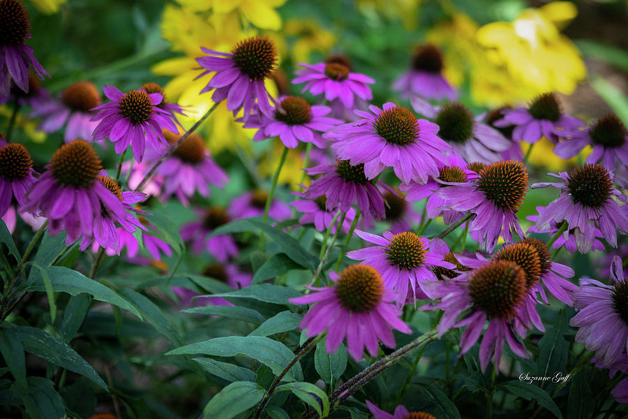 Purple and Yellow Coneflowers Photograph by Suzanne Gaff