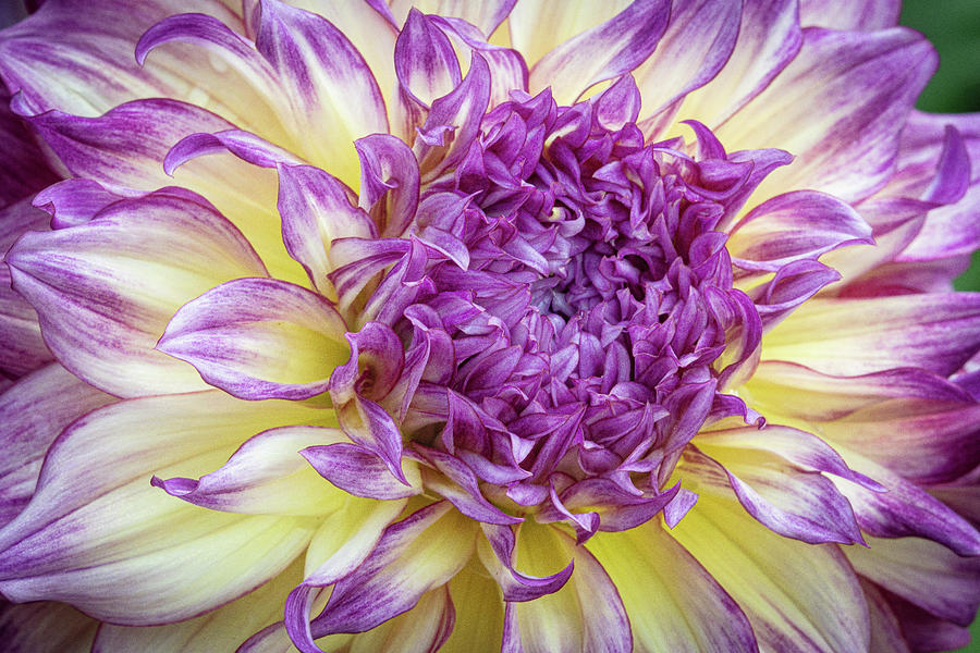 Purple and Yellow Flower Photograph by David Morehead
