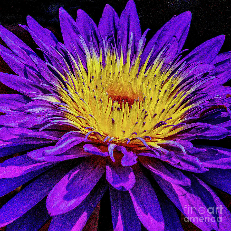Purple And Yellow Flower Photograph