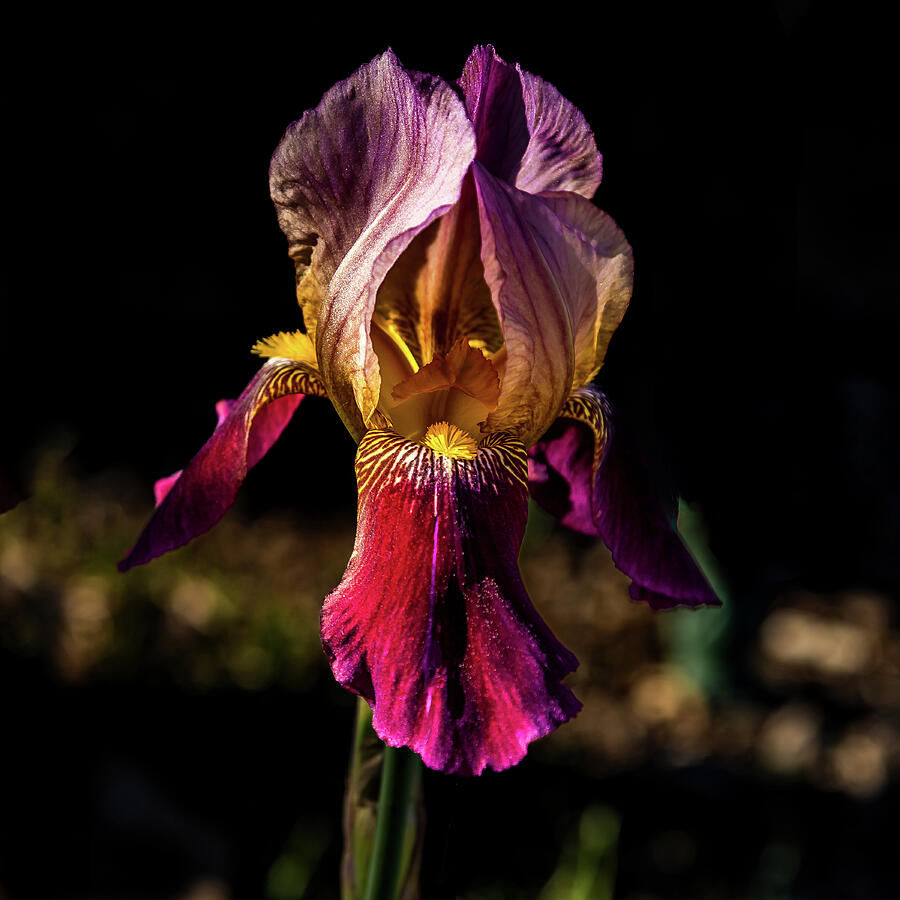 Purple and Yellow Iris Photograph by David Patterson Purple and Yellow Iris Photograph by David Patterson