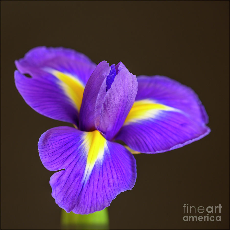 Purple and Yellow Iris Flower Photograph by Anne Haile - Fine Art America