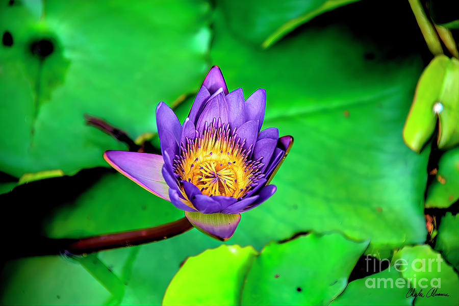 Purple and Yellow Lily Photograph by Charles Abrams