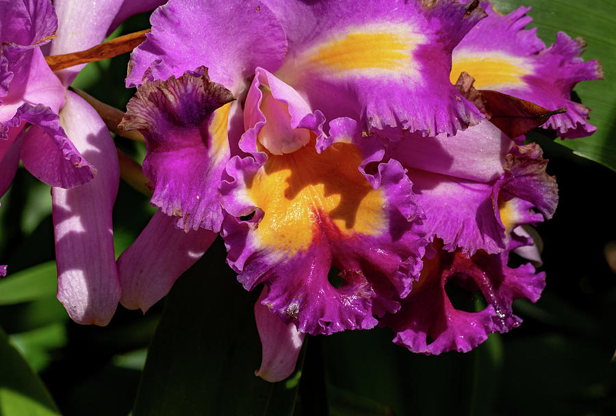 Purple and Yellow Orchid Photograph by Margaret Zabor