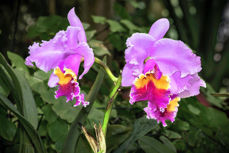 Purple and yellow orchids Photograph by Brad Meador - Fine Art America