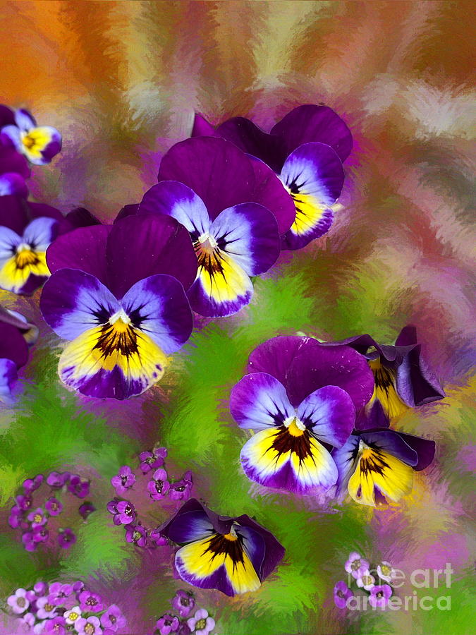 Purple and Yellow Pansies Photograph by Dawn Harris