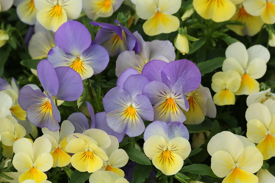 Purple and Yellow Pansies Photograph by Sheila Brown
