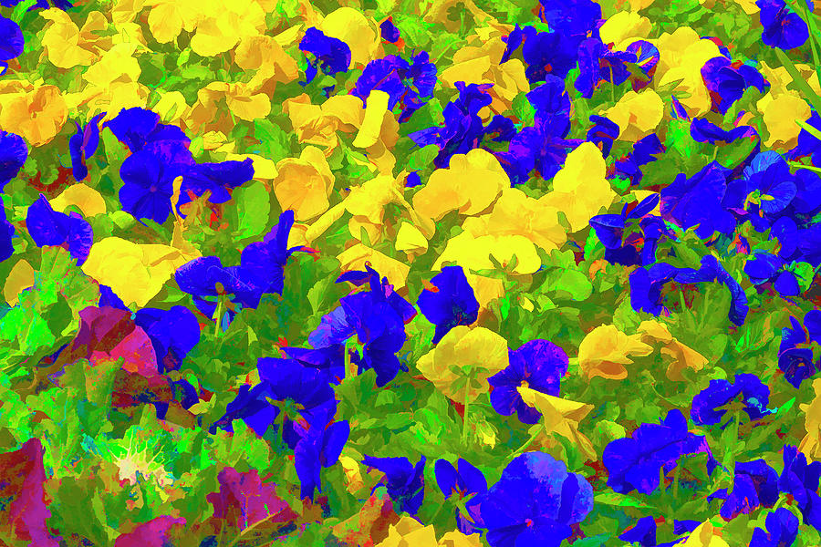 Purple and Yellow Petunias Photograph by Lindley Johnson