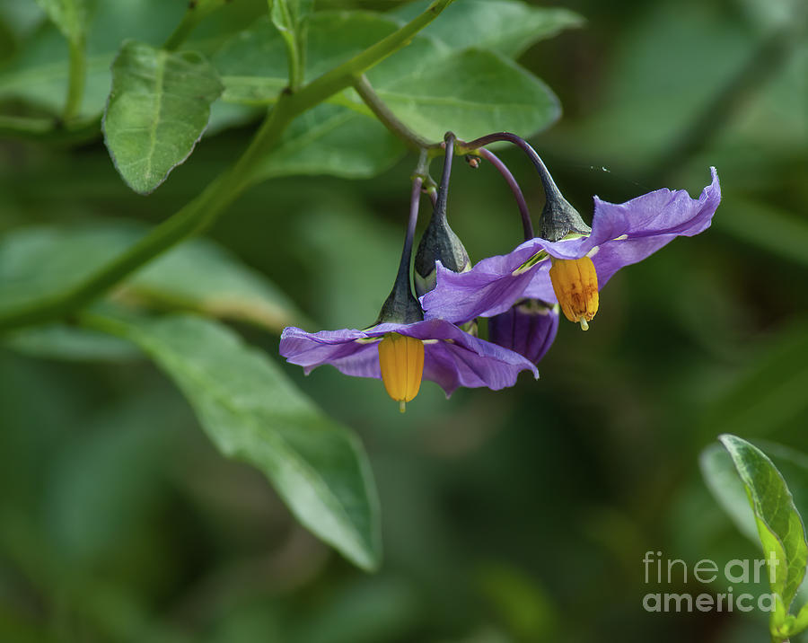 Purple and yellow wildflower 1.5126 Photograph by Stephen Parker