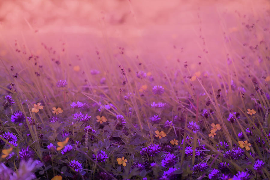 Purple and Yellow Wildflowers Photograph by Sally Bauer