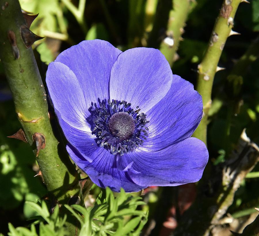 Blue Anemone 2 Photograph by Linda Brody