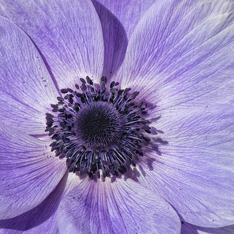 Purple Anemone Flower - Tryon Palace New Bern NC Photograph by Bob Decker