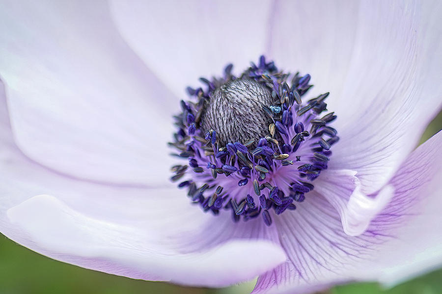 Purple Anemone Photograph by Joan Baker