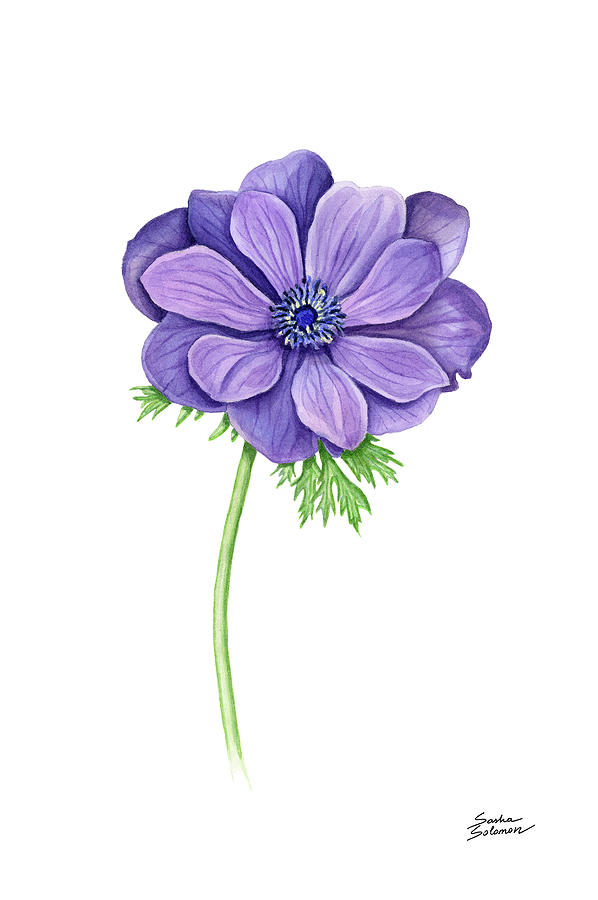 Purple Anemone Painting by Sasha Solomon - Fine Art America