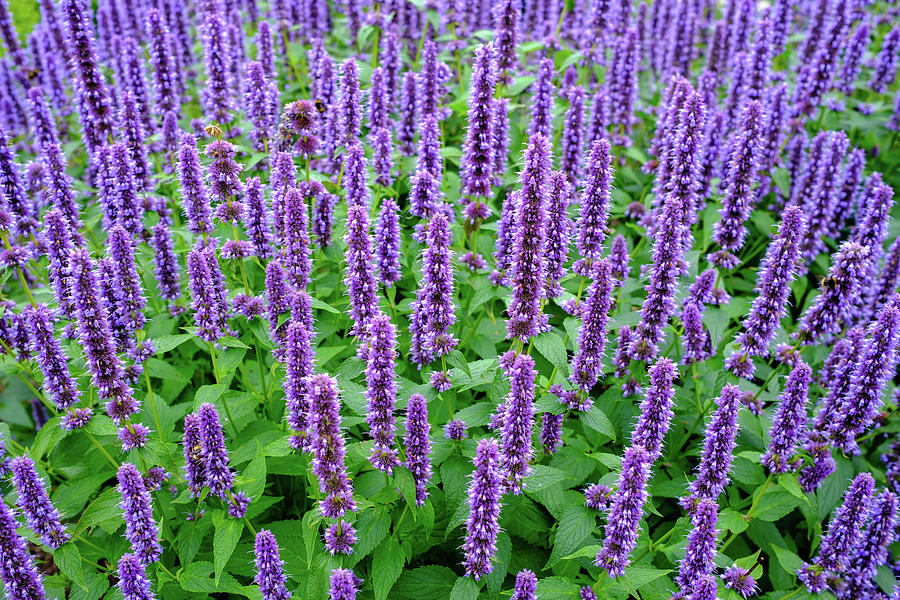 Purple Anise Hyssop Photograph by Nigel R Bell