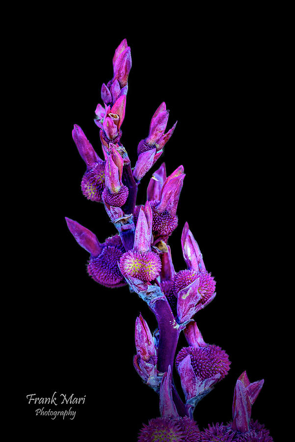 Purple Arrowroot Photograph by Frank Mari
