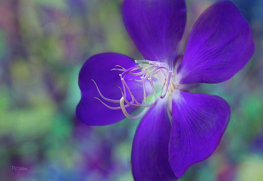 Purple Asian Blue Tongue Photograph by Pat Watson