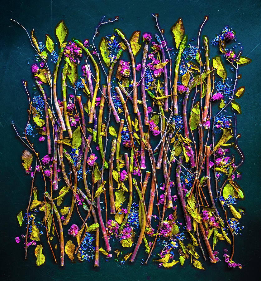 Purple Asparagus Garden Photograph by Sarah Phillips