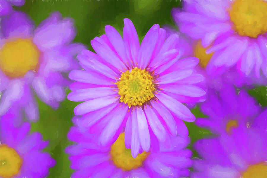 Purple Aster Daisies Photograph by Tanya C Smith