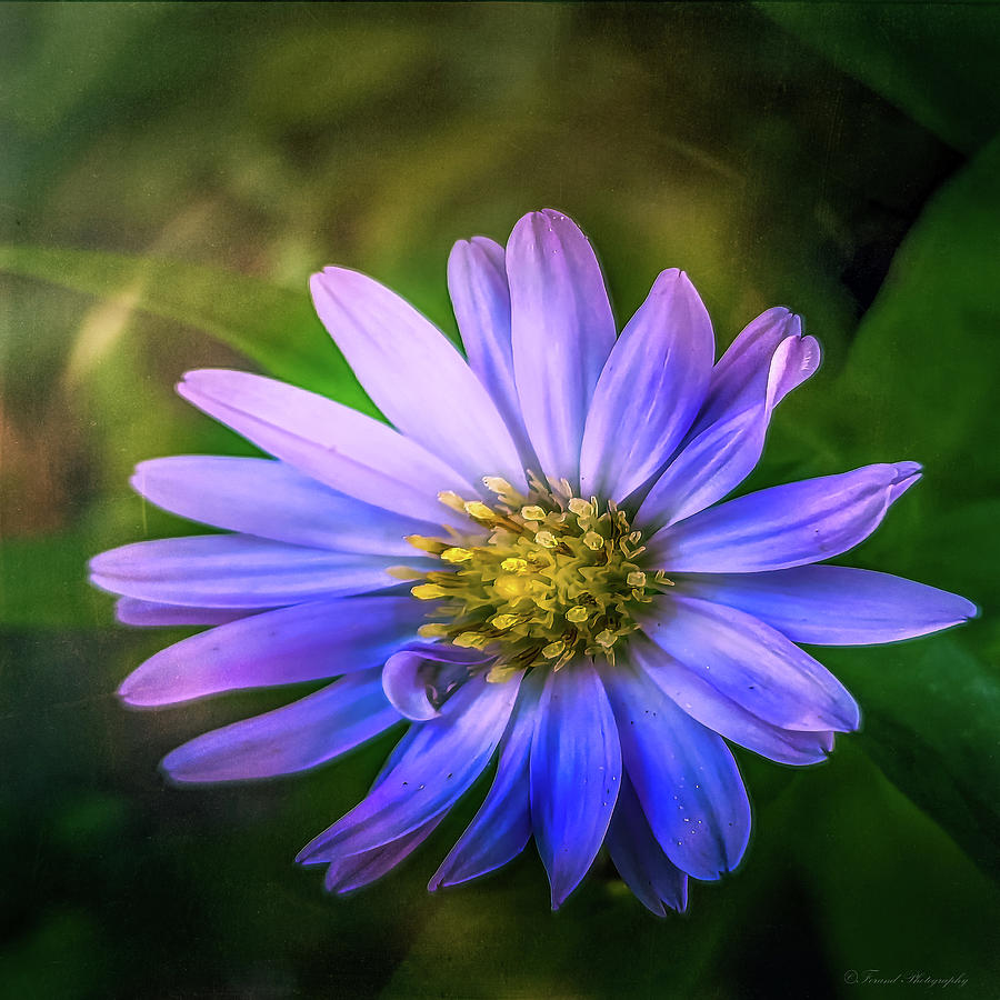 Purple Aster  Photograph by Debra Forand