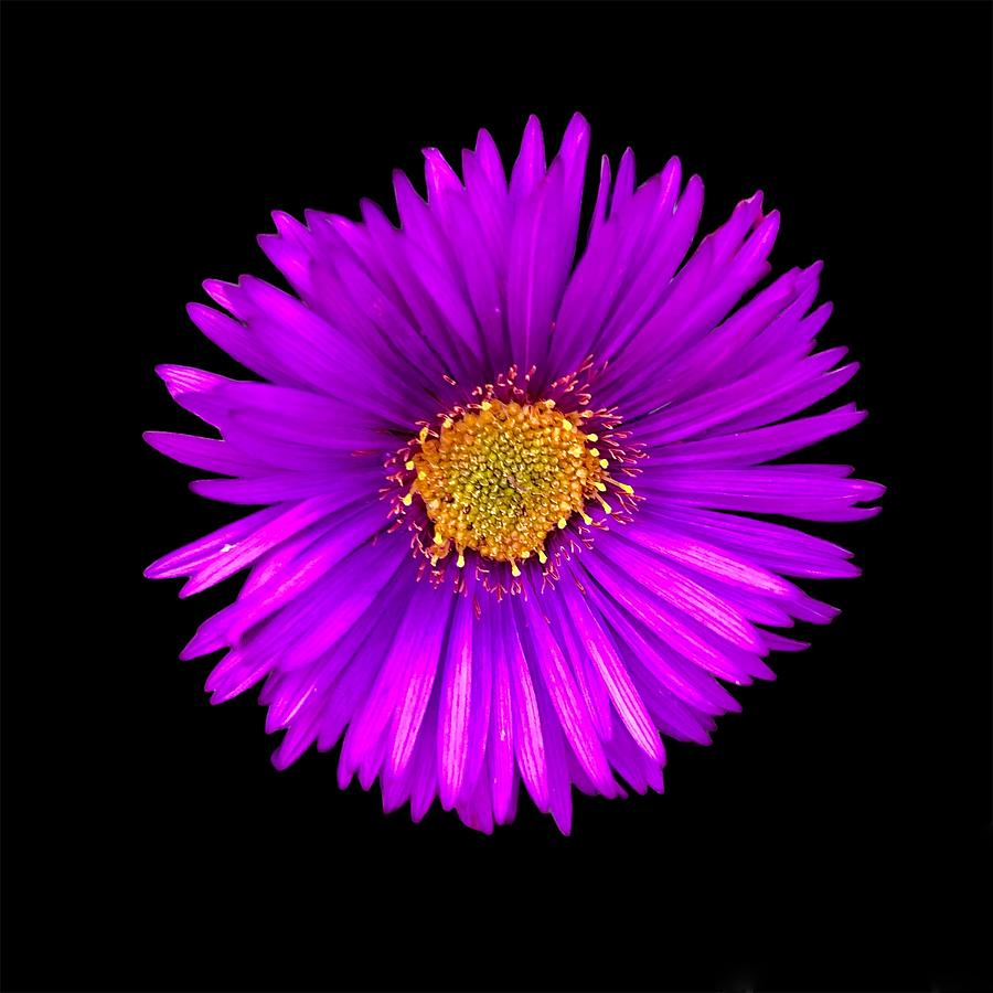 Purple Aster Photograph by Karen A Wise - Fine Art America