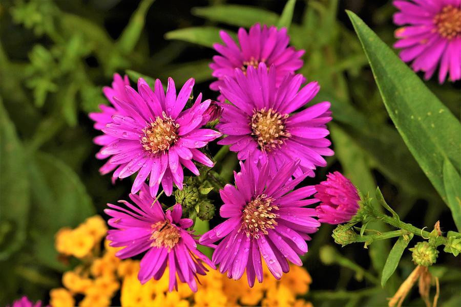 Purple Asters and Dew Photograph by Sheila Brown
