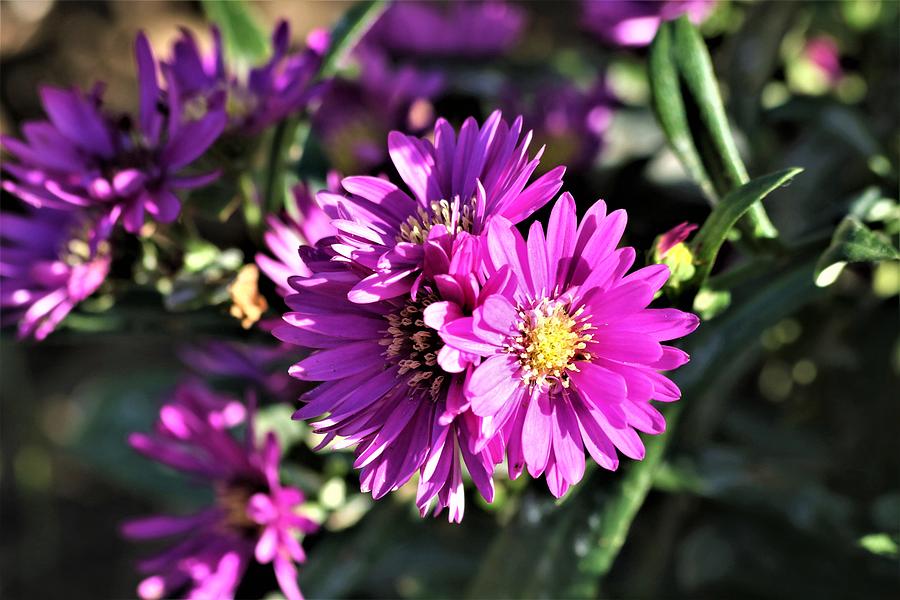 Purple Asters in Morning Light Photograph by Sheila Brown