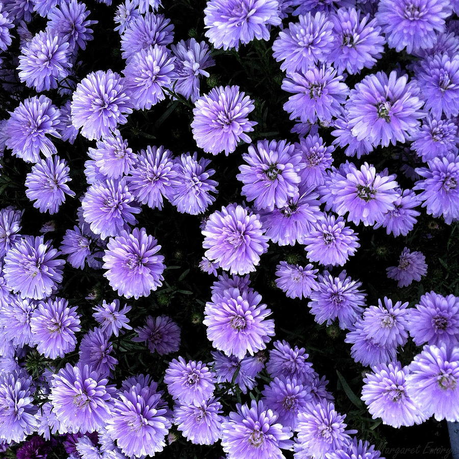 Purple Asters Photograph by Margaret Emory Design - Fine Art America