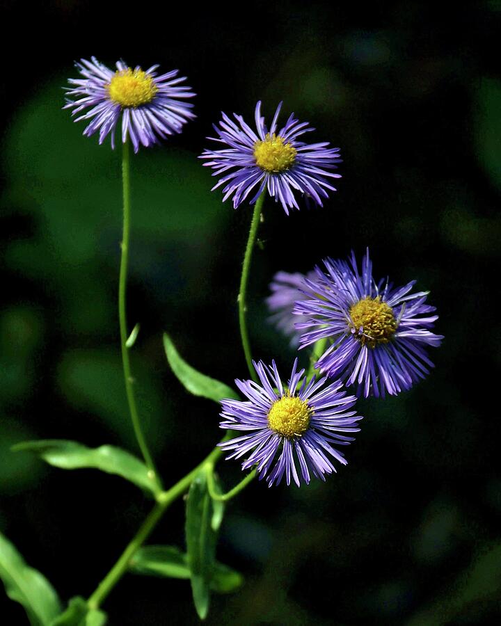 Purple Asters Photograph by Sarah Lilja Purple Asters Photograph by Sarah Lilja