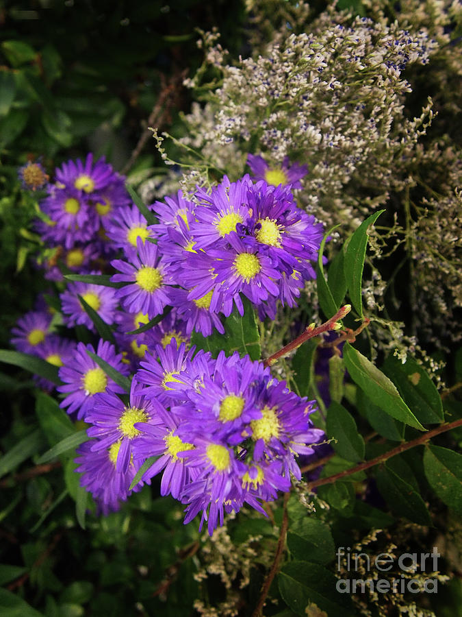 Purple Asters x230330-138 Photograph by Dorothy Lee