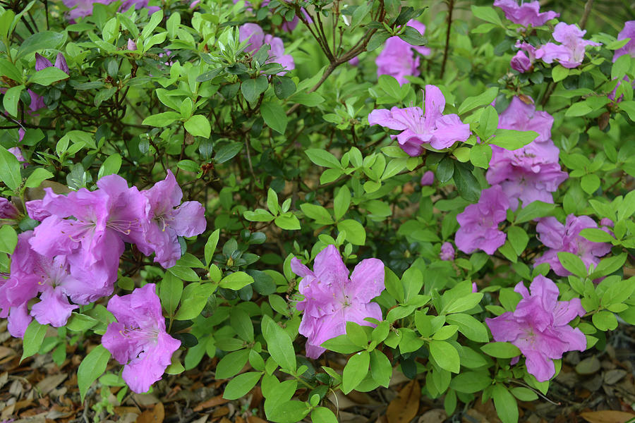 Purple Azalea Bush In Bloom Photograph