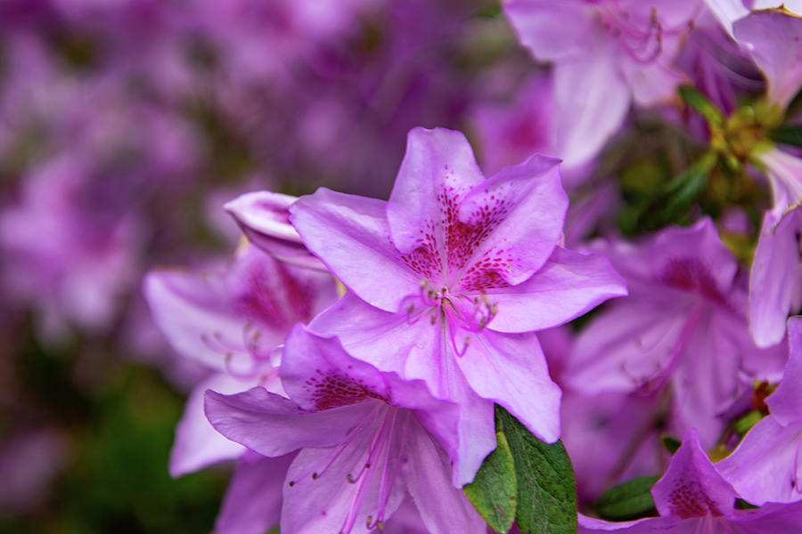 Purple Azalea Photograph by Matt Sexton - Fine Art America