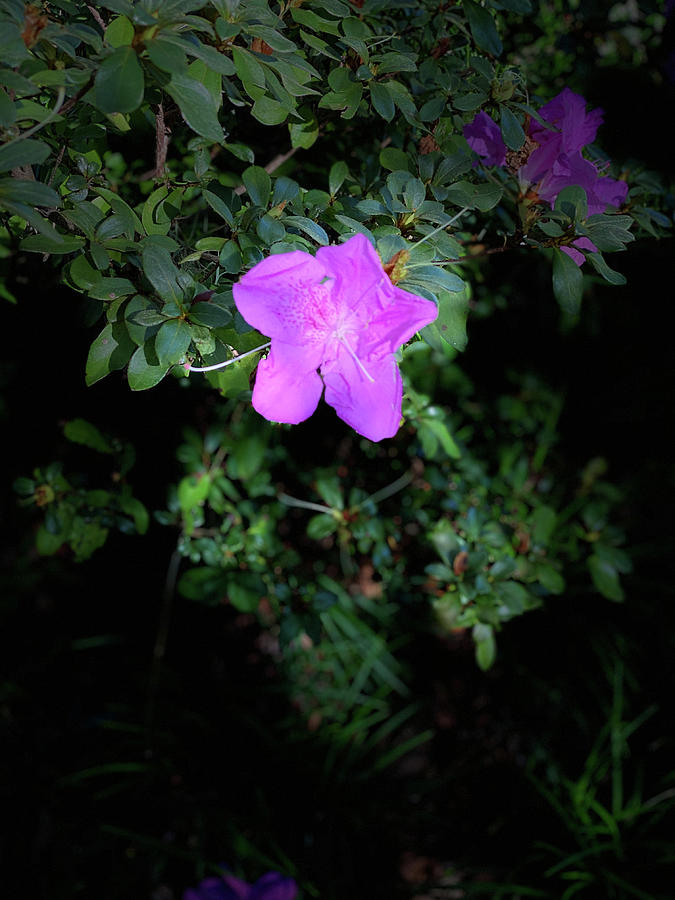 Purple Azalea Portrait Photograph