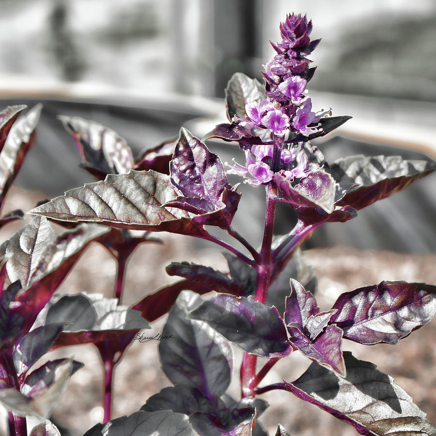 Purple Basil Flower Photograph by Sharon Popek