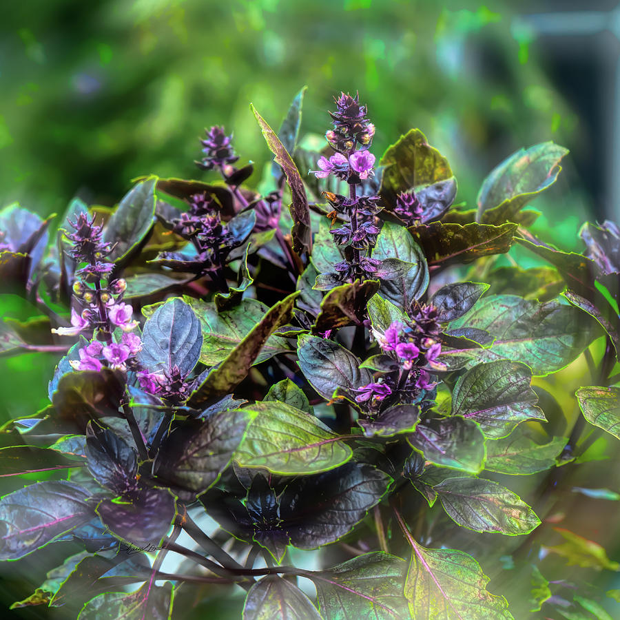 Purple Basil Flowers Photograph by Sharon Popek