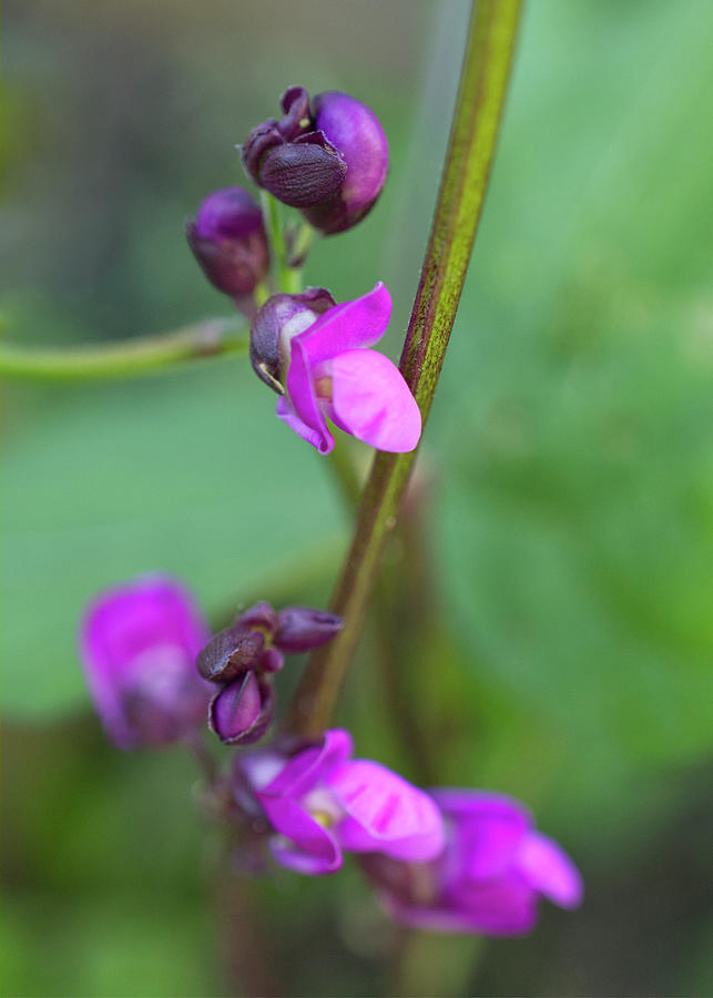 Purple Bean Flower Garlands Photograph