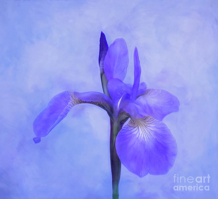 Purple Bearded Iris Photograph by Ava Reaves